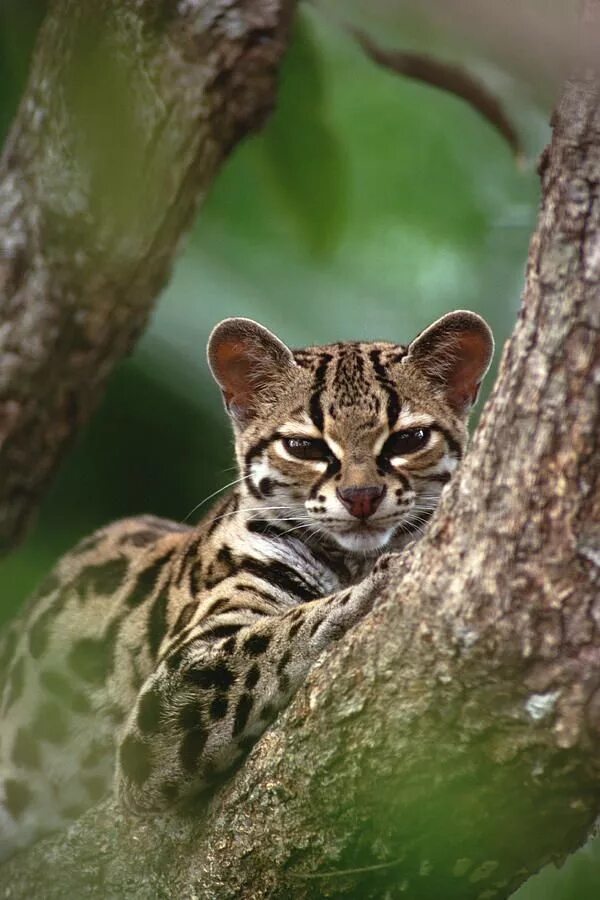 Маргаи кошки. Онцилла Маргай. Леопард онцилла. Оцелот (leopardus pardalis). Длиннохвостая кошка Маргай.