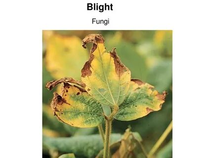 Blight
