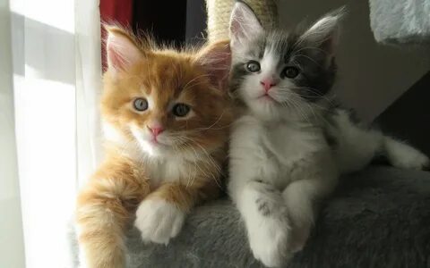 Кот кошка и два котенка