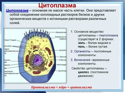 Основные структурные компоненты эукариотической клетки