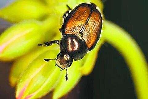 Japanese Beetles Popillia Japonica, you can download Japanese Beetles Popil...