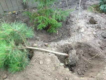 В какое время пересаживают сосны