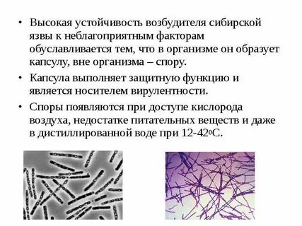 Возбудитель сибирской язвы