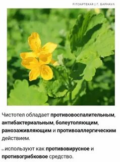 Лечебные свойства чистотела и противопоказания