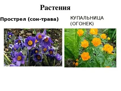 Растения алтайского края занесенные в красную