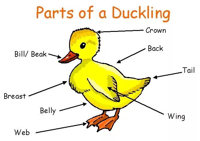 Make a duck. Parts of duck. утка анатомия. анатомия утки. duck parts of body.