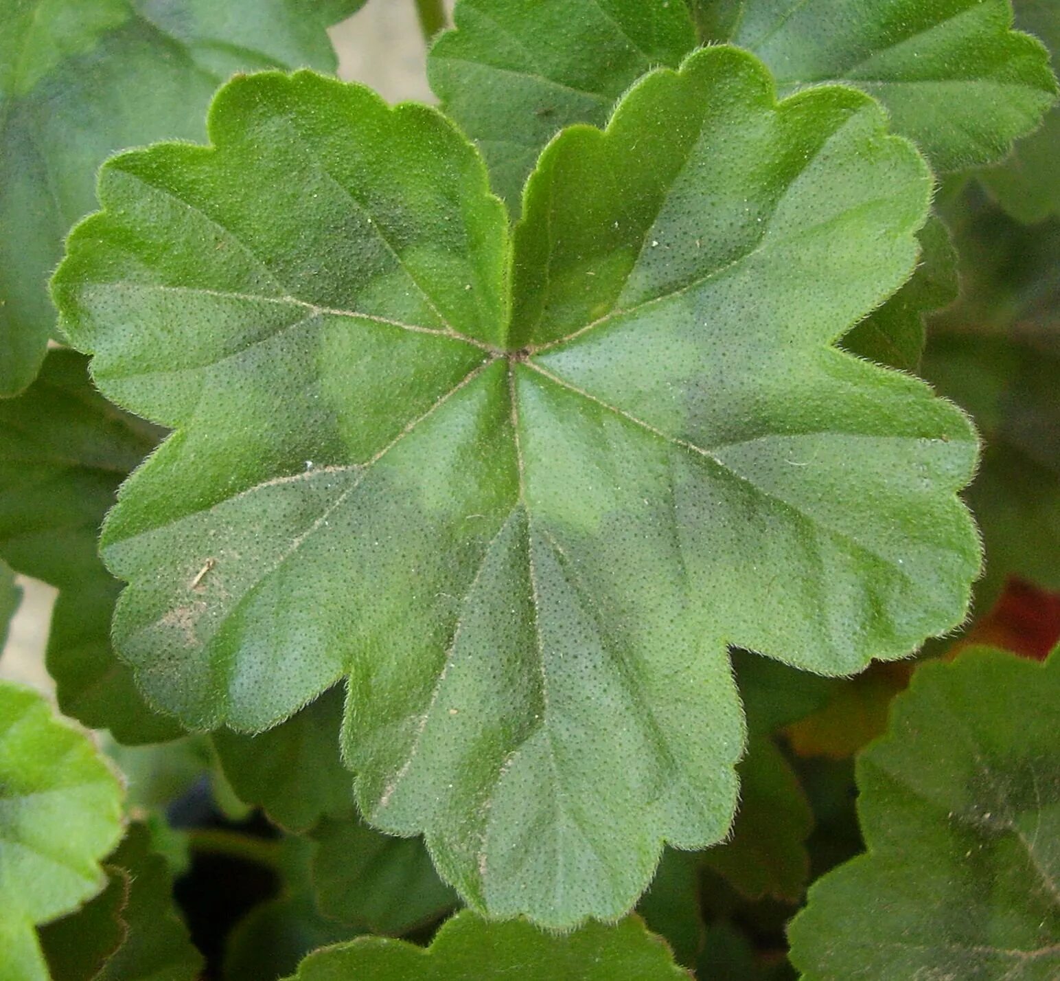 Пеларгония зональная листья. Герань Geranium листья. Пеларгония зональная Лис. Листик герани. Листья герани светлые