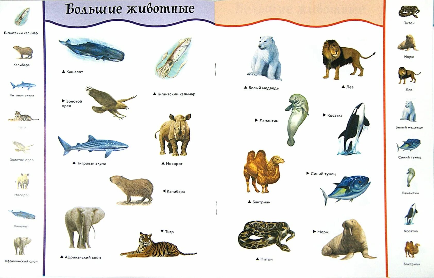 Каких животных можно сравнить. Конкурс книги великаны-животных.