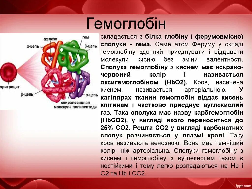 Белковая часть гемоглобина представлена. Гемоглобин и его функции. Альфа и бета цепи гемоглобина. Гемоглобин формула общая. Гемоглобин образуется в результате