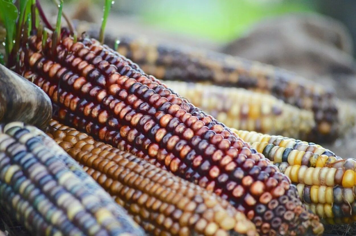 Кукуруза Маис. Сорт indian Corn. Цветная кукуруза. Кукуруза в Индии. Mays corn