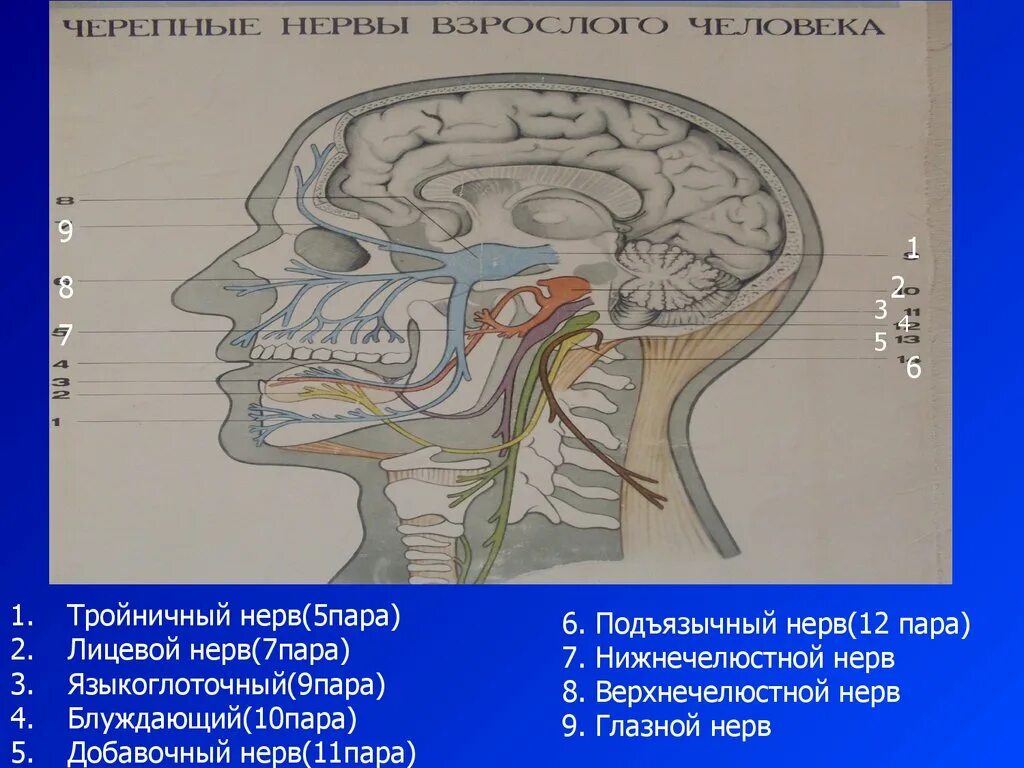 Подъязычный нерв функции. Добавочный и подъязычный нервы. добавочный нерв анатомия. 5 пара тройничный нерв. добавочный и подъязычный нерв.