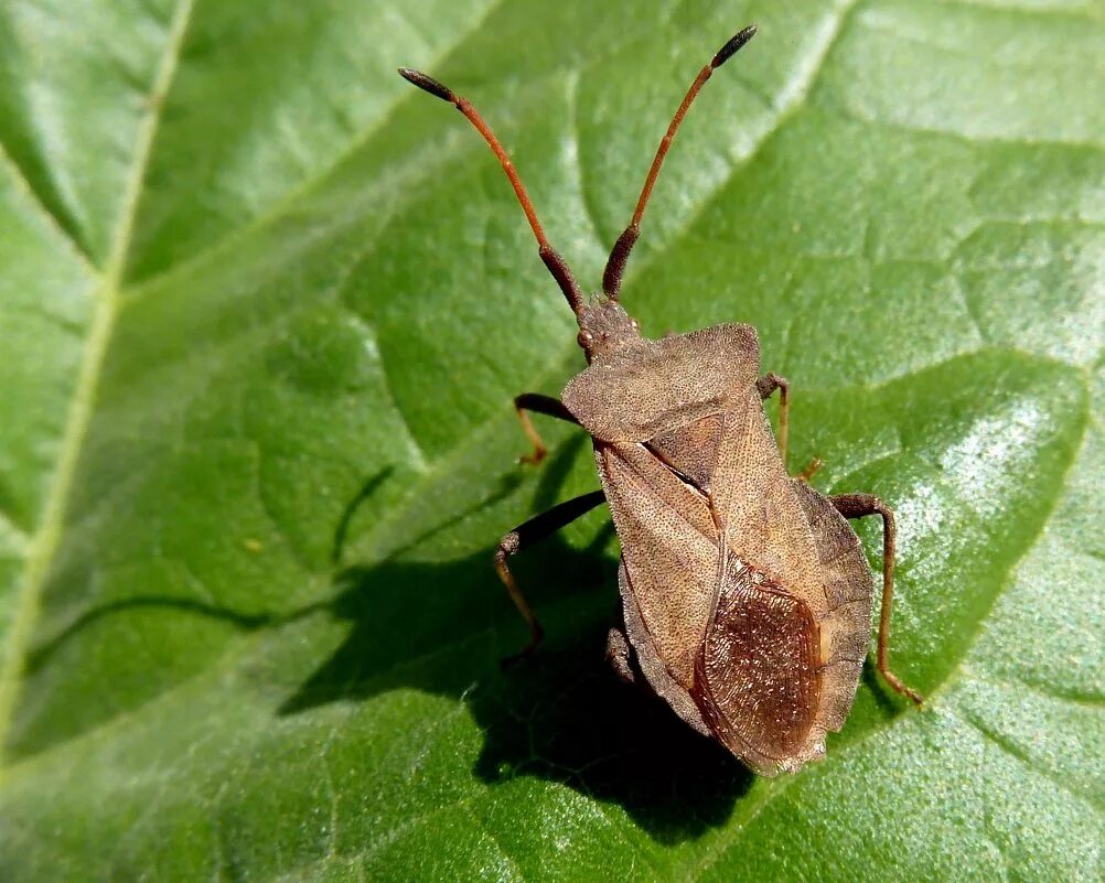 Краевик щавелевый - Coreus marginatus. Краевик окаймлённый. Клоп краевик окаймленный. Клоп краевик щавелевый.