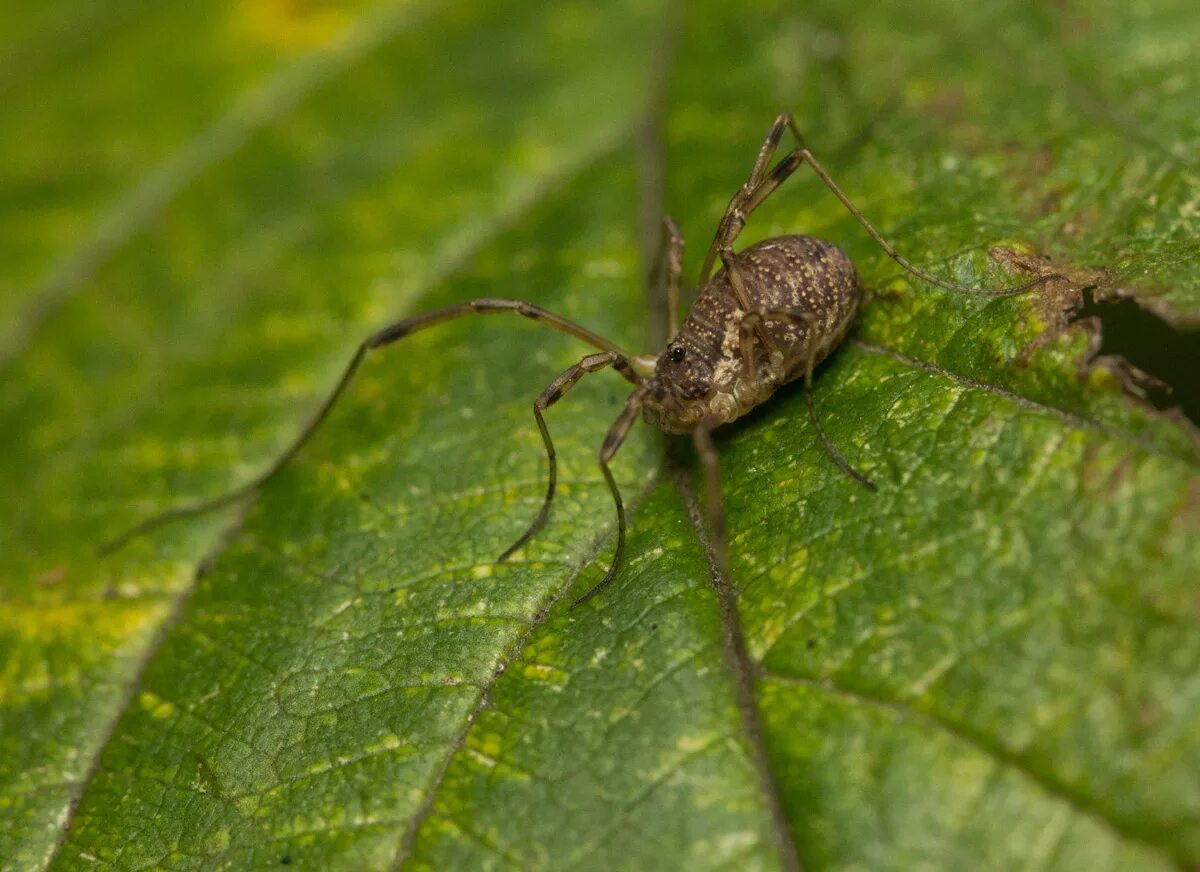 многоножка сенокосец. Allothrombium fuliginosum клещ. сенокосцы потомство. голиаф сенокосец. тарантул сенокосец.