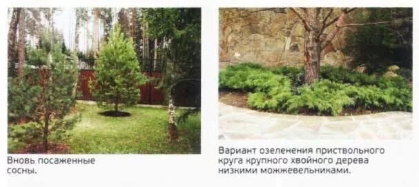 Сосны на даче. Сосна кедровая сибирская сибирский кедр сеянец. На каком расстоянии сажать сосны на участке. Кедровая сосна ниваки. На каком расстоянии сажать сосны на участке.