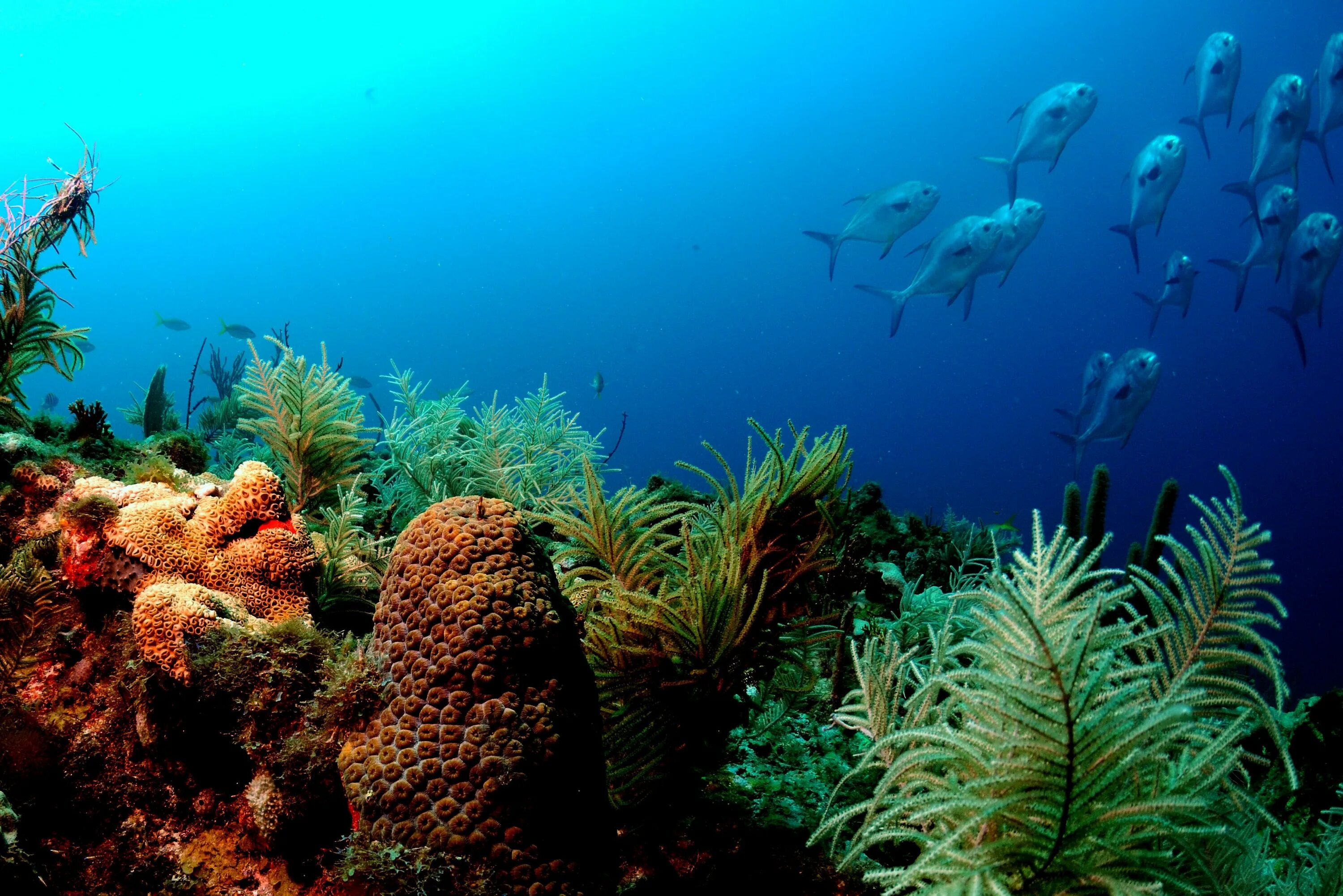 Ocean inside