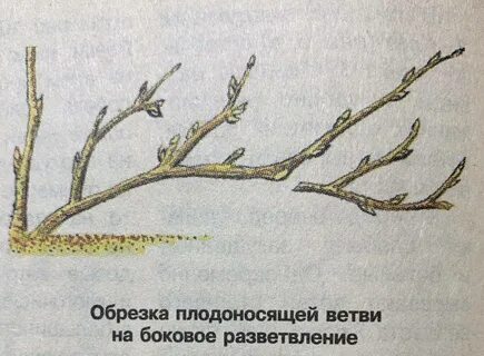 Плодоносящая ветка