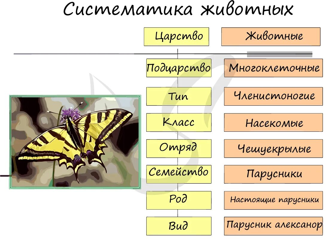 Животные царство тип класс отряд семейство. Зоология систематика.