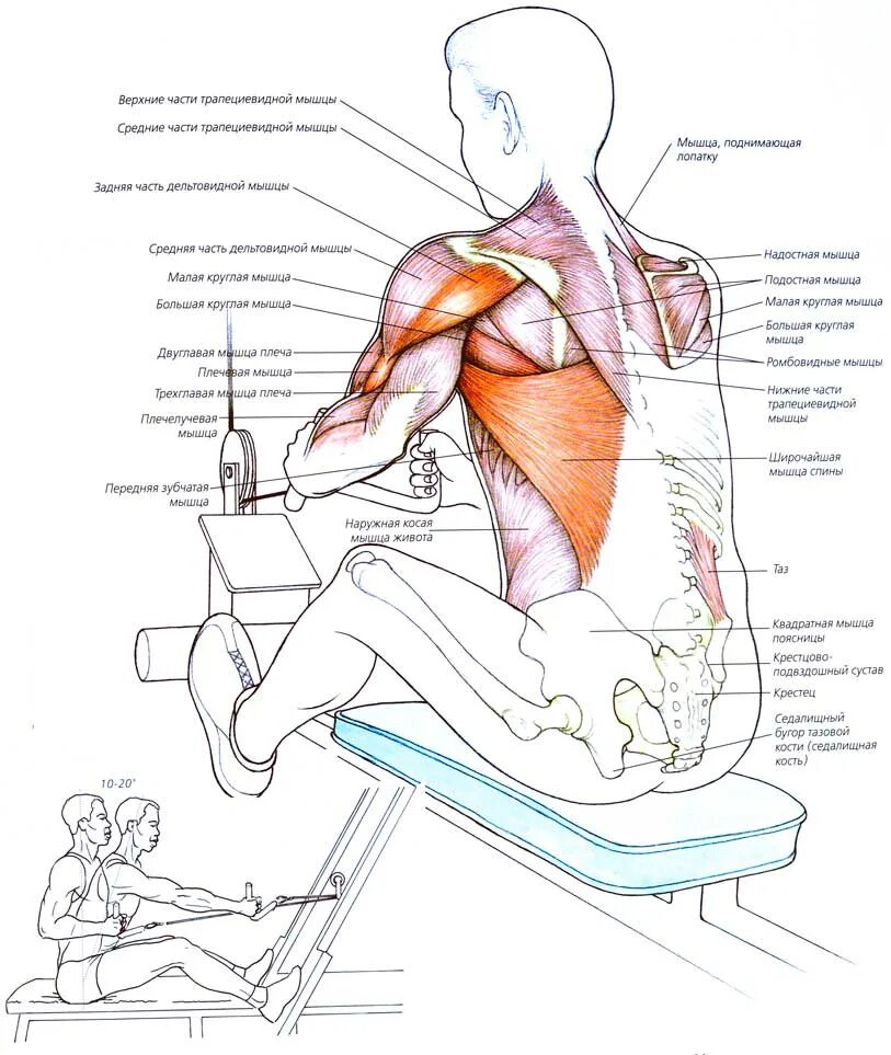 Тяга какие мышцы работают. Тяга блока группы мышц. Тяга Нижнего блока анатомия. Тяга горизонтального блока мышцы. Тяга горизонтального блока мышцы задействованы.