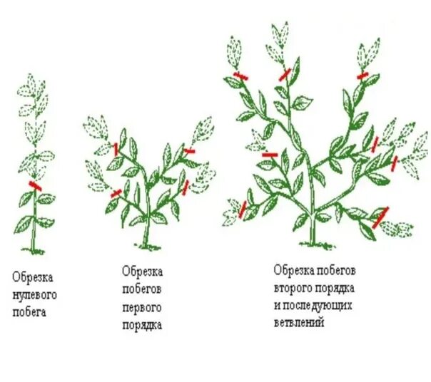 Можно ли обрезать побеги. Побеги первого и второго порядка. Развитие боковых побегов. Побег первого порядка это. Боковое ветвление побегов.