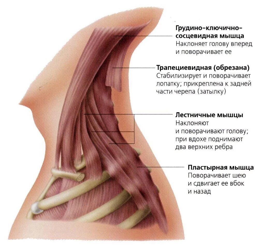 Задняя лестничная мышца шеи функции. Лестничные мышцы шеи функции. Мышцы шеи лестничные мышцы функции. Антагонист лестничной мышцы.