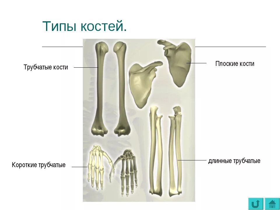 Три трубчатые кости. Длинные трубчатые кости короткие трубчатые кости:. Короткие трубчатые кости строение. Длинная трубчатая кость человека. Длинные трубчатые кости скелета.