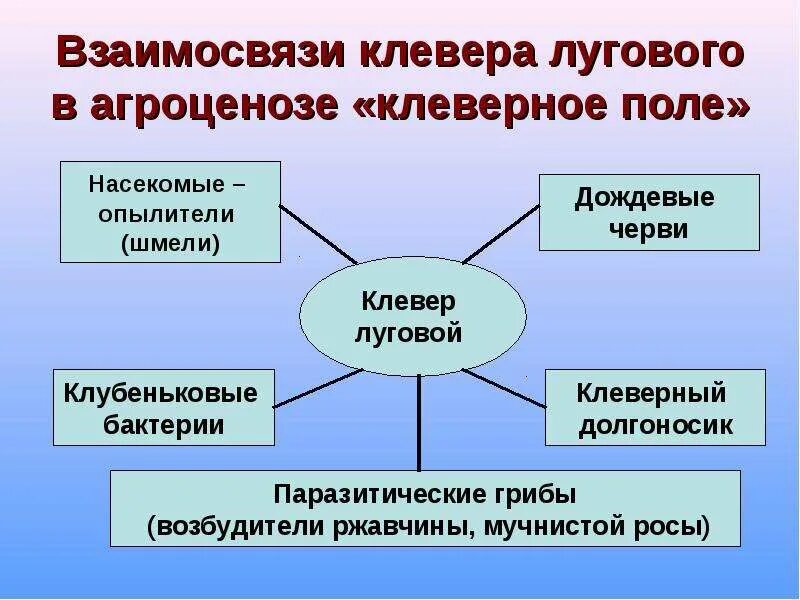 Схема селекционного процесса клевера лугового Основные направления повышения экономической эффективности семеноводства зерновы