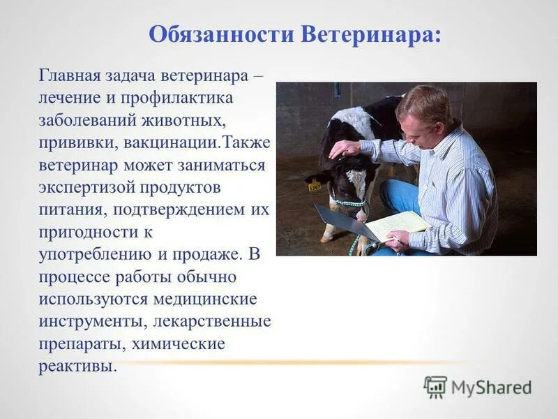 Руководство главного врача. Обязанности ветеринарного врача. Профессия ветеринарный врач. Важные качества ветеринара. Должностные обязанности ветеринара.