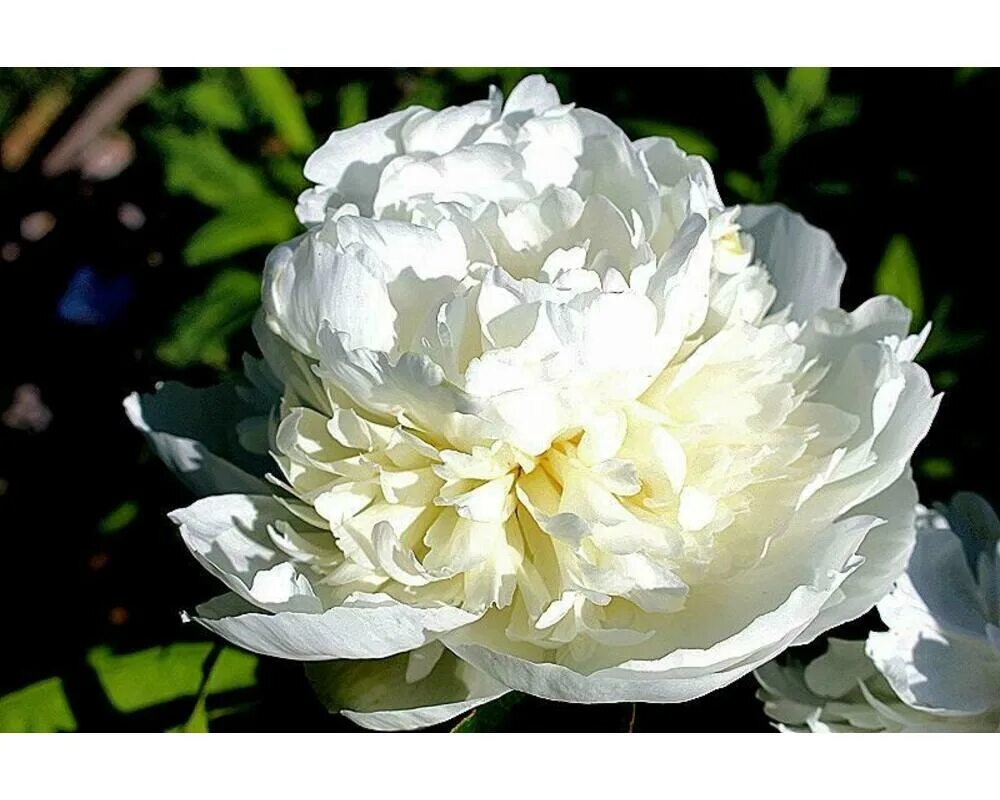Пион Уайт Сара Бернар (White Sarah Bernhardt): купить саженцы в Москве с доставк