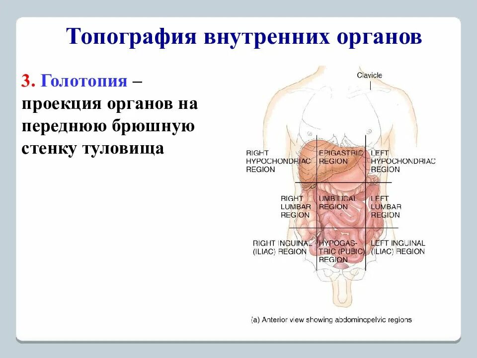 Голотопия пищеварительной системы система. Области живота и проекция органов. Проекция органов на переднюю брюшную стенку. Проекция органов брюшной полости на переднюю брюшную стенку.