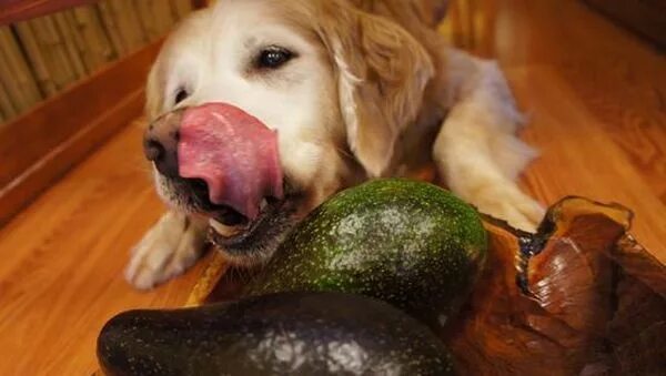 Можно собакам давать мандарины. Собака авокадо. Животное ест авокадо. Авокадо кто ест из животных. Собака ест авокадо.