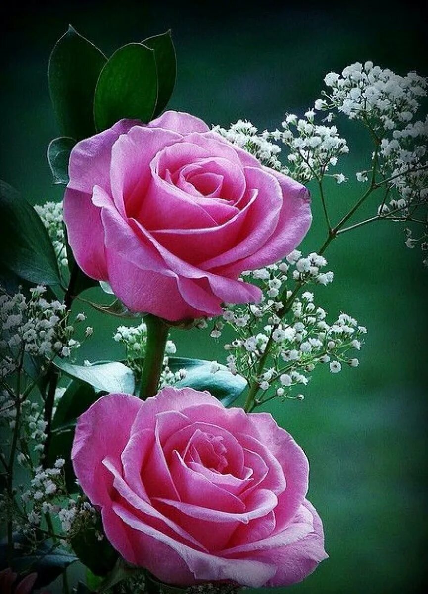 Бесплатные заставки розы на заставку телефона. Красивые цветочки. Розовые розы. Розы вертикальные. Красивейшие цветы.