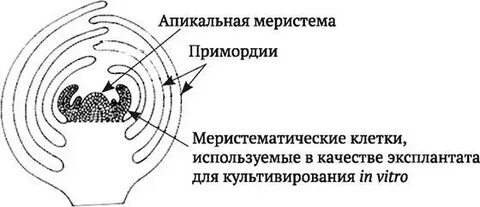 Меристему культура