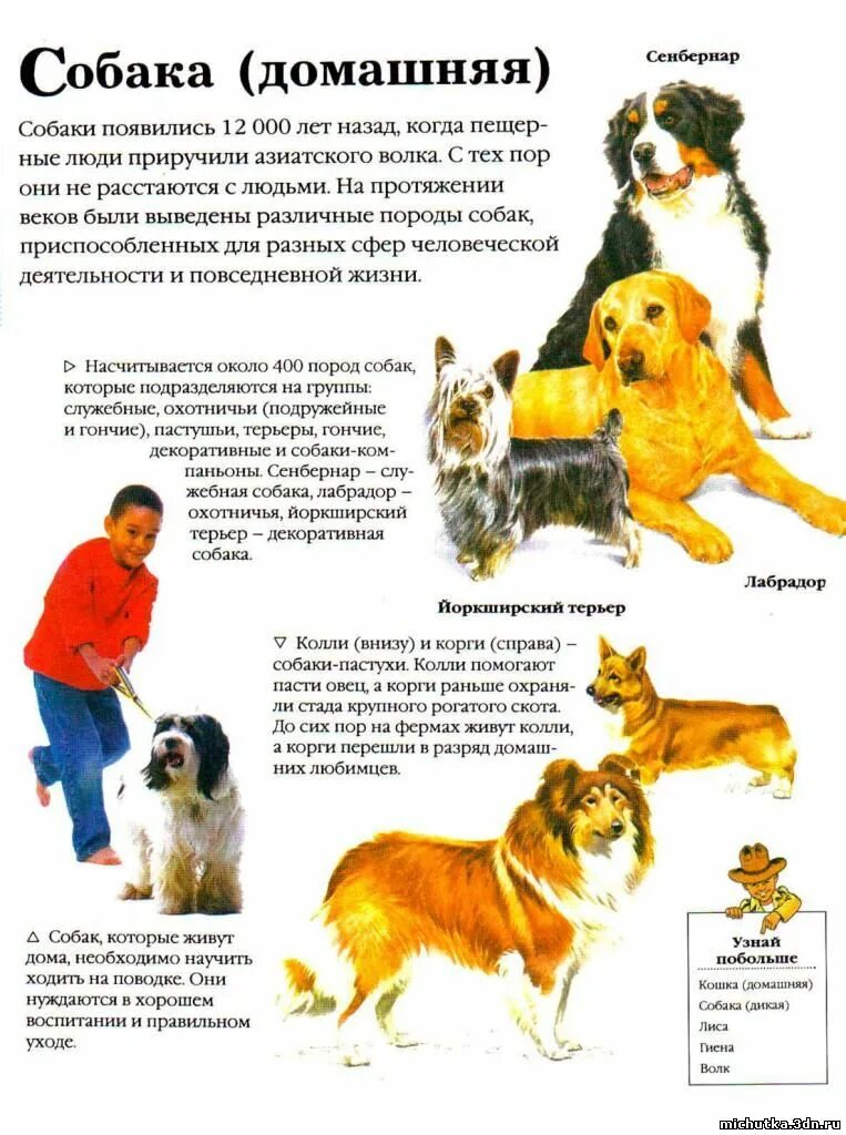 Animal рассказы. Описание собаки для детей. Рассказ про домашних собак. Рассказ про домашних животных собака. Рассказы про собак для детей 2 класса.