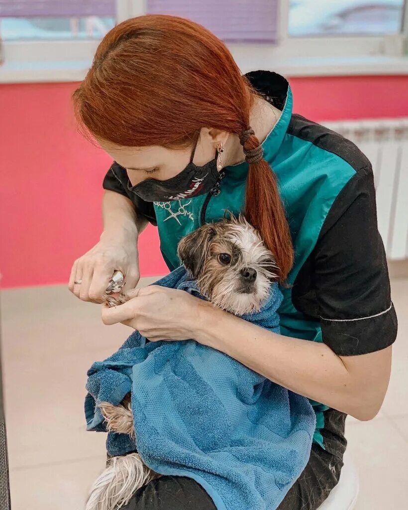 Крошка пудель курск. Крошка пудель курск. Крошка пудель курск. Веб дизайн курск. Крошка пудель курск.