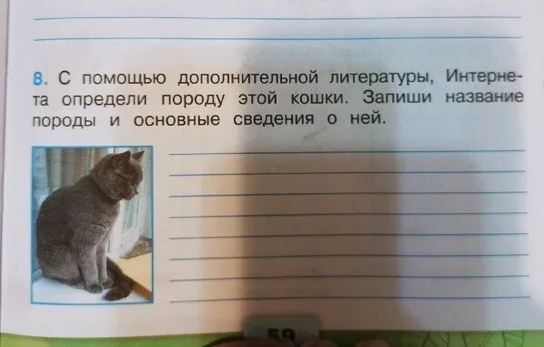 Почему и зачем окружающий мир. Определи породу кошки окружающий мир. Как видят кошки окружающий мир. В каком цвете видят кошки окружающий мир. Как видят кошки окружающий мир фото.