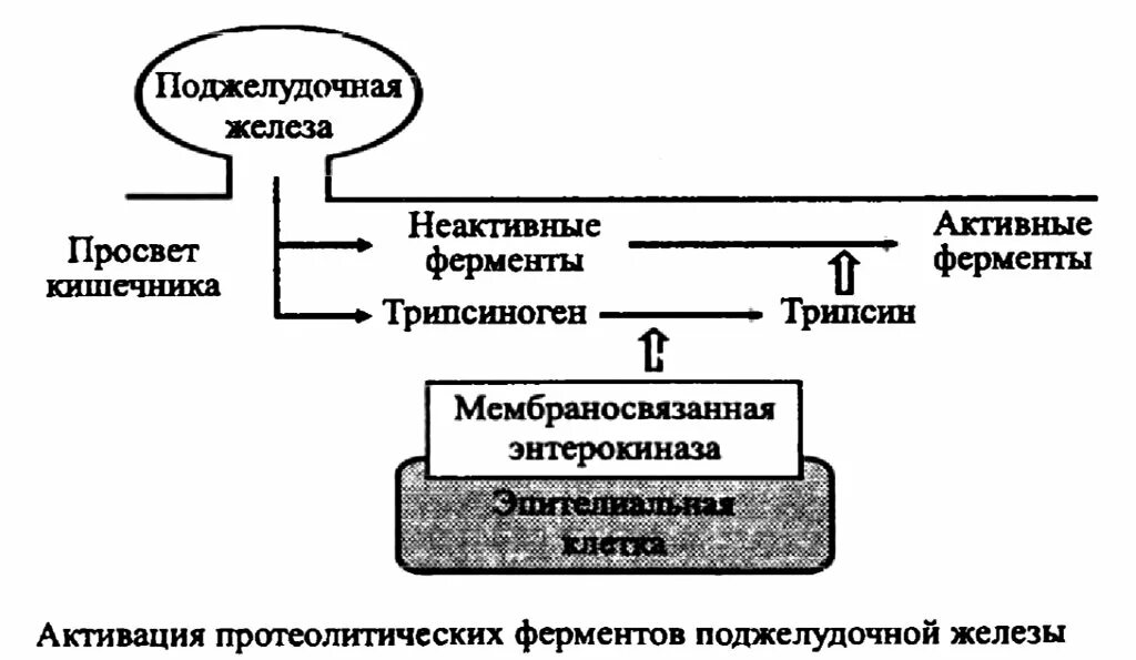 Активация ферментов поджелудочной железы