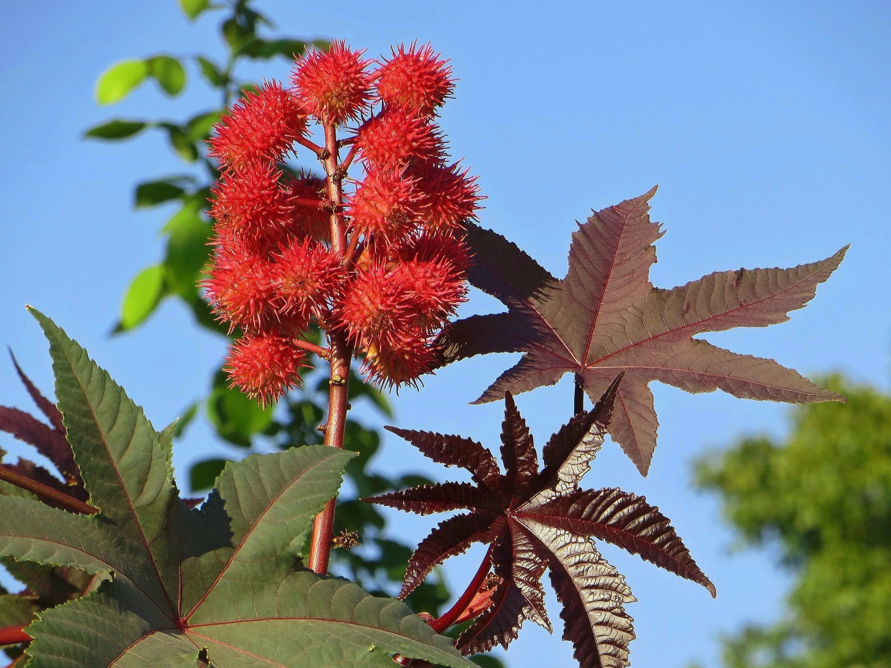Клещевина (ricinus). Клещевина занзибарская. Клещевина рицин растение. Цветок клещевина. Клещевина рицин.