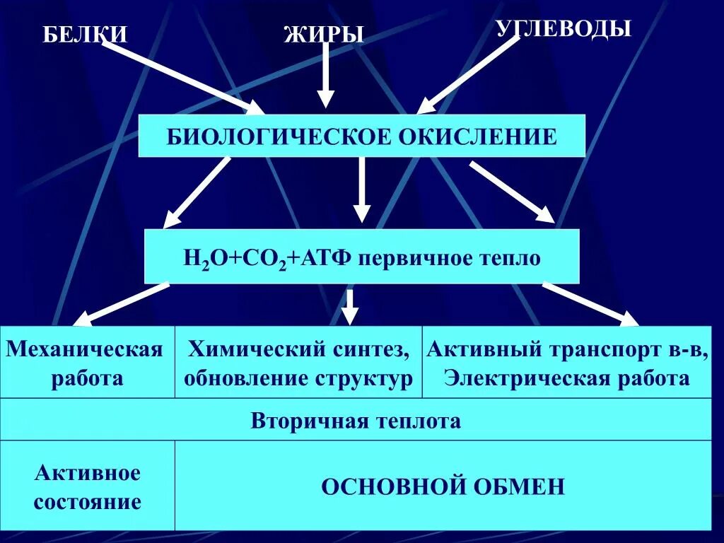 Что такое первичная вторичная тепловая энергия. Окисление белков жиров и углеводов. Первичная и вторичная теплота. Первичный Синтез углеводов. Окисление белков.