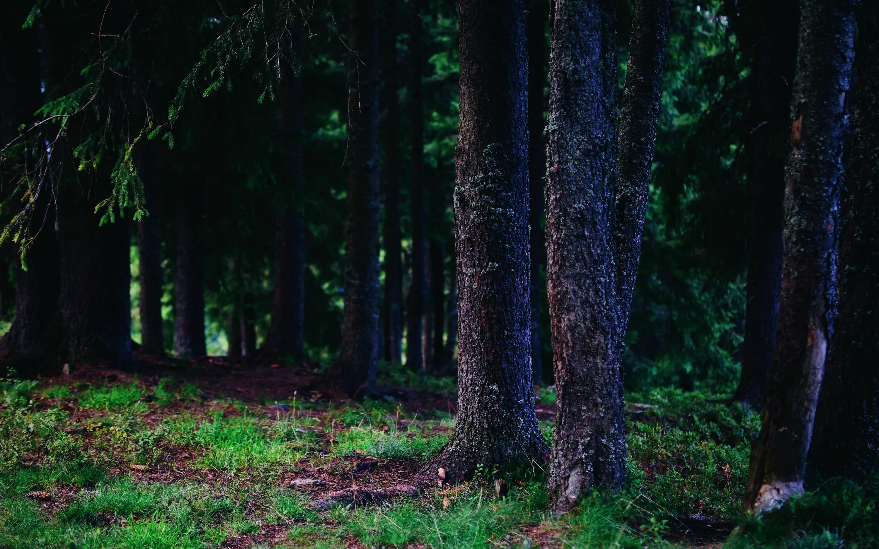 зеленый лес. тропинка в лесу. а 4 в лесу. дикий лес. хвойный лес в тумане.
