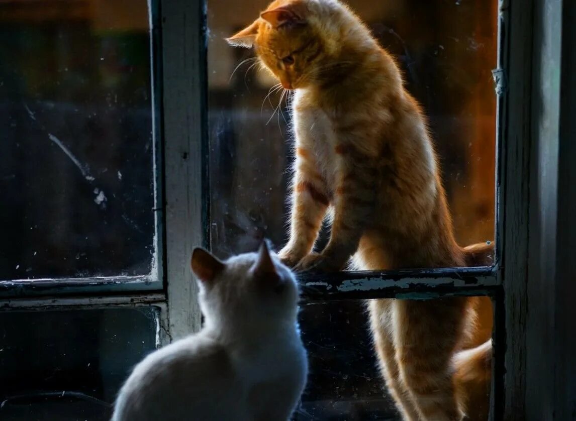 Подхожу к окну и вечер. Котик у окна. Кот на окне. Кошки на окошке. Рыжий кот на подоконнике.