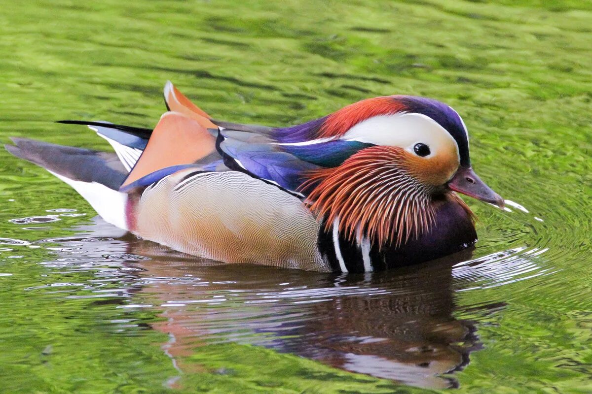 Самец утки мандаринки. Утка мандаринка белая. Китайская утка мандаринка. Какая утка мандаринка. Уссурийская тайга утка-мандаринка.