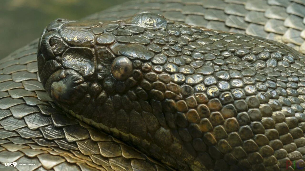 Анаконда змея. Змея зеленая Анаконда. Чешуя анаконды. Анаконда черная змея.