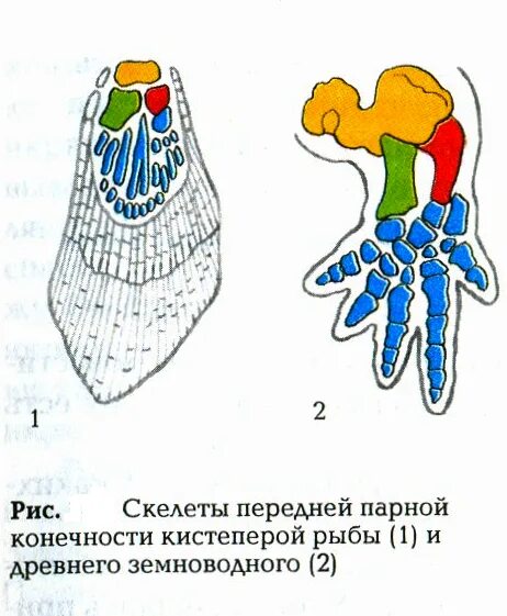 Скелет передней парной конечности кистеперой рыбы. Конечности кистеперых рыб. Строение плавника кистеперой рыбы. Скелет конечности кистеперой рыбы и земноводного. Скелет парных конечностей