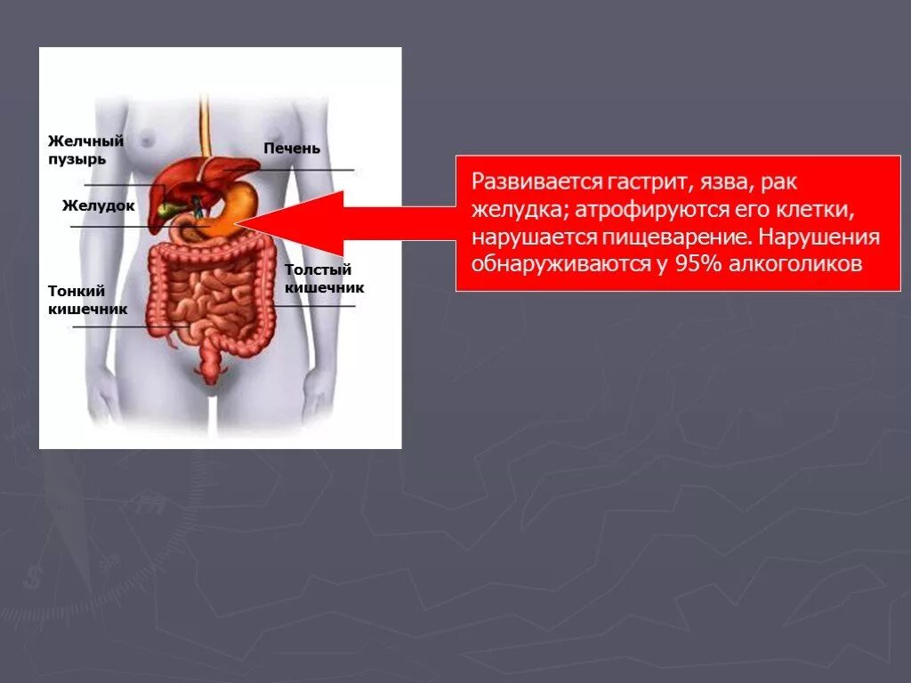 Печень и желудок развиваются из. Быстрее разлагается печень песня