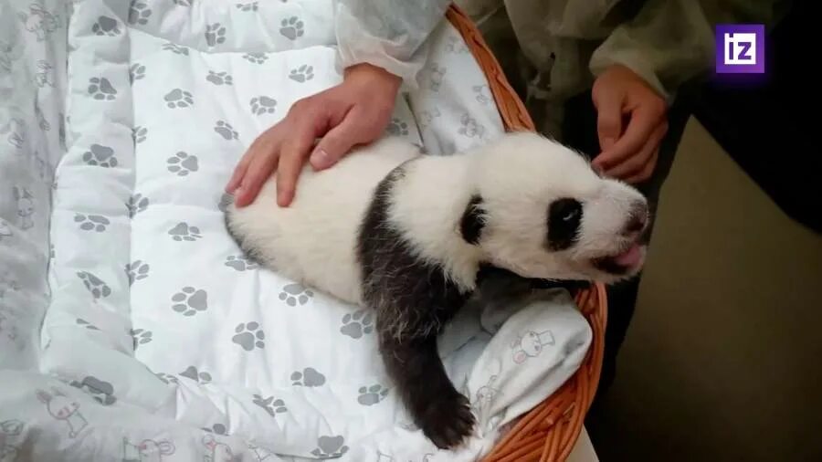 Малышка панда новости. Малышка Панда. Малышка панды Катюши при рождении фото. Малышка Панда Катюш месяцев развлекается фото.