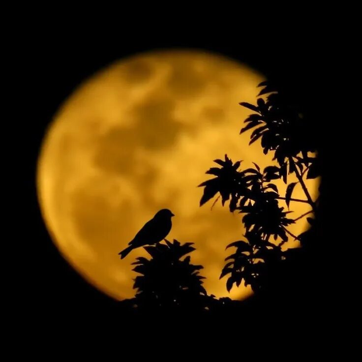 Одинокая Луна. Силуэт природа Луна. Луна одиночество. Луна и птицы.