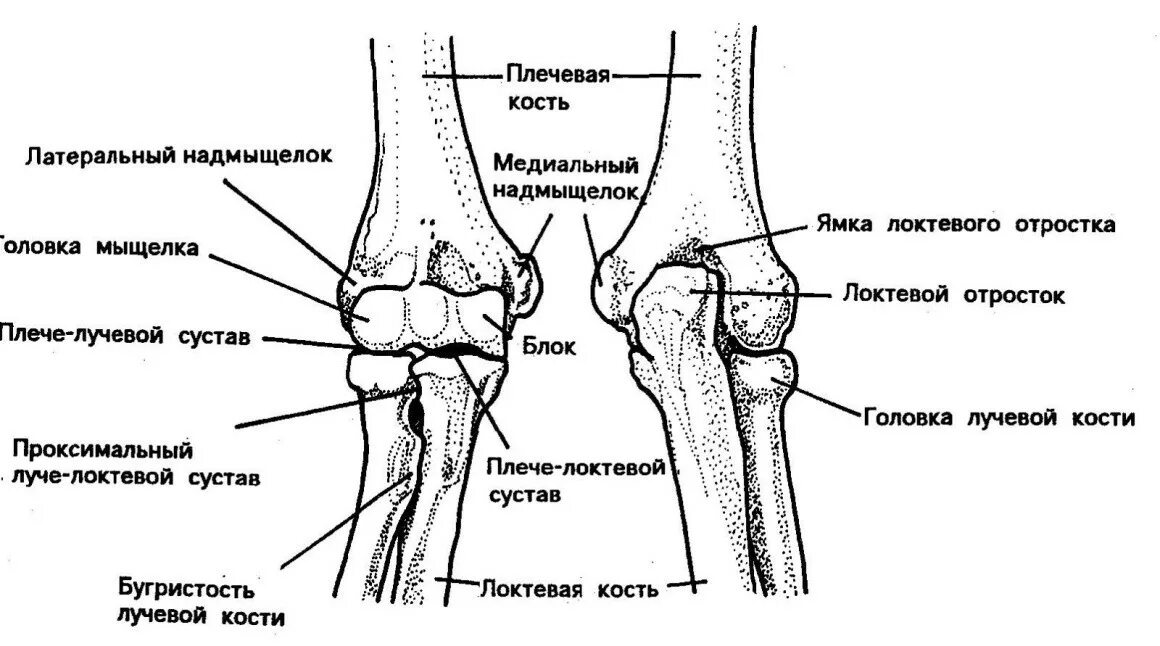 Медиальный надмыщелок плечевой кости. Локтевой сустав строение. Схема строения локтевого сустава. Кости локтевого сустава анатомия. Плечевая кость анатомия мыщелок.