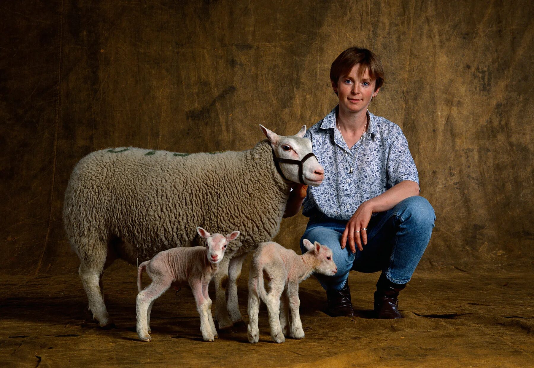 бездомные животные. домашние животные в домо. собачки и кошечки. кошки и собаки. новое домашнее животное.