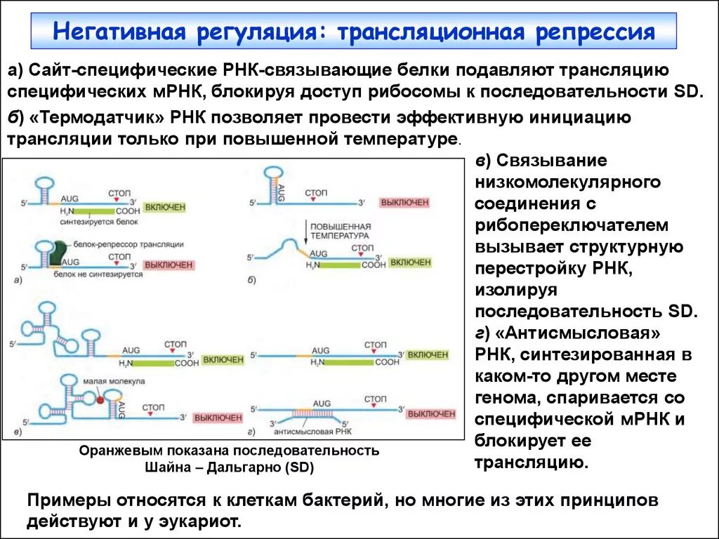 Рнк блокирует. Регуляция железом трансляции МРНК ферритина схема. Регуляция трансляции у эукариот. Механизм синтеза РНК регуляция биосинтеза РНК. Трансляционная репрессия МРНК.