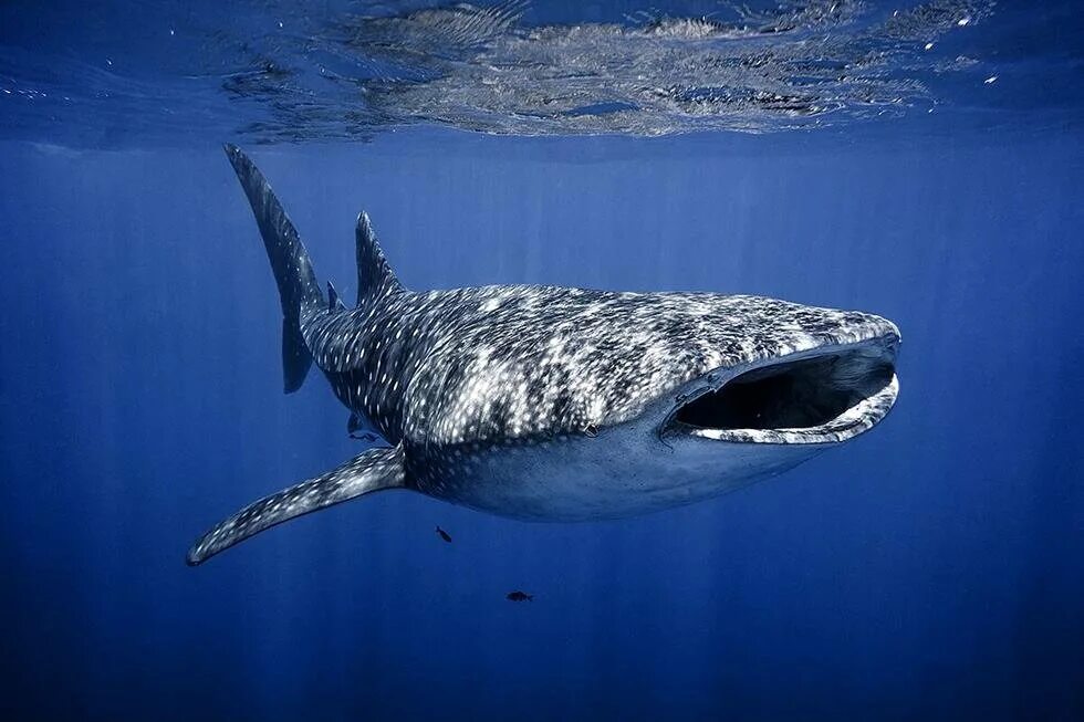 Сама большая акула. Китовая акула. Rhincodon typus акула. Акула Whale Shark. Пятнистая акула китовая.